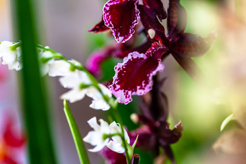 ORCHIDS FLOWERS ORCHID FLOWER
