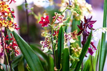 Obraz premium ORCHIDS FLOWERS ORCHID FLOWER