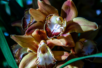 ORCHIDS FLOWERS ORCHID FLOWER