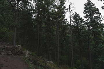 Trees in a Foggy Forest