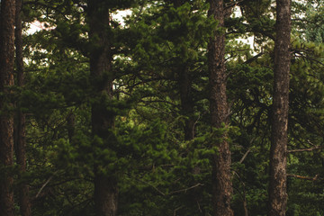 Naklejka premium Trees in a Warm Forest