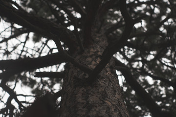 Pine Tree and Branches in the Fog