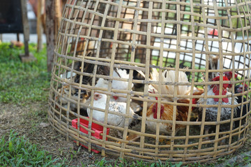 Bantam chicken in the wicker bamboo Chicken coop © augustcindy
