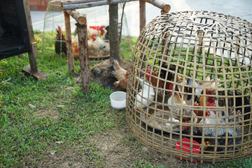 Bantam chicken in the wicker bamboo Chicken coop © augustcindy