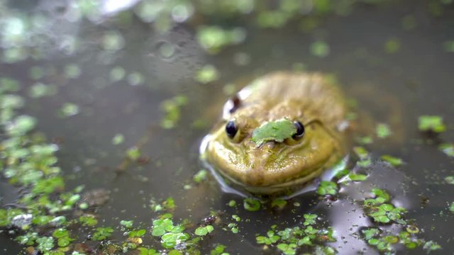 The frog lives in the swamp, using a duckweed to camouflage.
