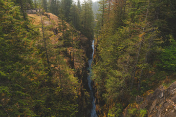River Ravine in the Forest