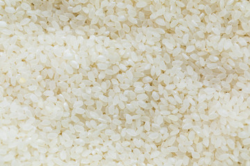 texture of short rice japan uncooked. high magnification