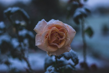 Rose in the Snow
