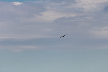 Seagull flying in the blue gradient sky
