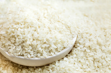 texture of short rice japan uncooked. high magnification