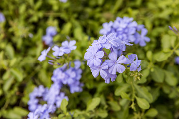 Browallia speciosa a blue-violet perennial grown as an annual flowering plant called the Amethyst Flower