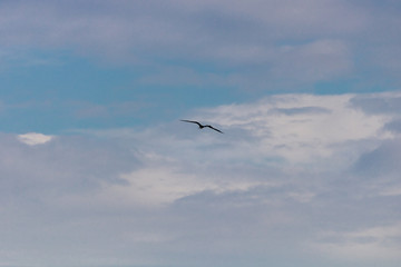 Seagull flying in the blue gradient sky