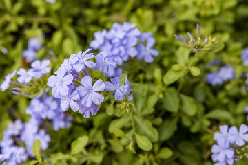 Browallia speciosa a blue-violet perennial grown as an annual flowering plant called the Amethyst Flower