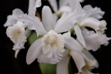 Blooming Flower Background