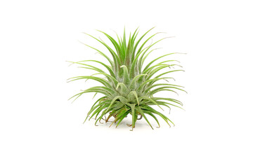 Tillandsia isolated on white background.Tillandsia are careless and low maintenance ornamental plants that required no soil, only plenty of water, sunlight and good airflow. Fresh green Tillandsia.