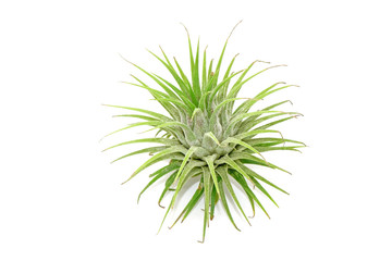 Tillandsia isolated on white background.Tillandsia are careless and low maintenance ornamental...