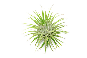 Tillandsia isolated on white background.Tillandsia are careless and low maintenance ornamental plants that required no soil, only plenty of water, sunlight and good airflow. Fresh green Tillandsia.