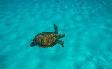 Obraz premium Klein Curacao