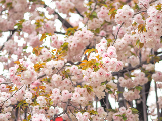 blooming cherry tree in spring