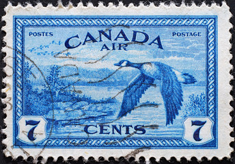 1946 postage stamp specifically for air mail, depicting a Canada goose in flight.