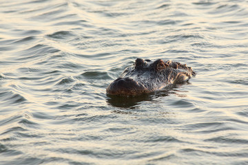 alligator swimming in the lake Port Aransas Texas