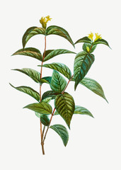 Northern Bush Honeysuckle flowers