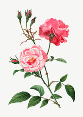 Pink roses