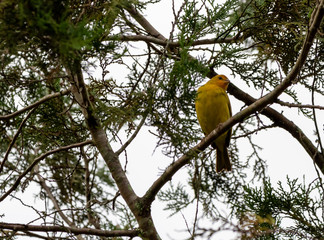 beautiful yellow bird on a tree