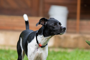 black dog on the ranch (brazilian Terrier)