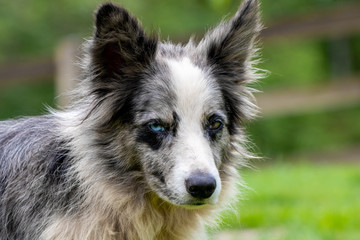 Beauty Border Collie on the ranch