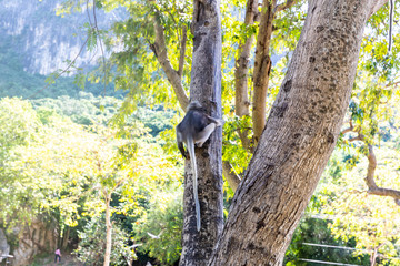 Dusky Langur(Spectacled Langur) (Trachypithecus obscurus)