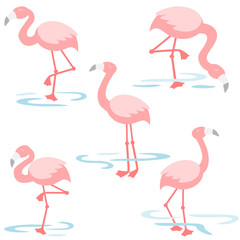 Flamingo walking in the pond