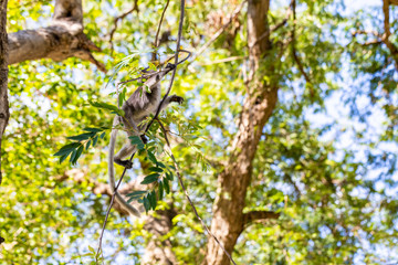 Fototapeta premium Dusky Language (zatytułowany Langur) (Tracbypithecus dark)