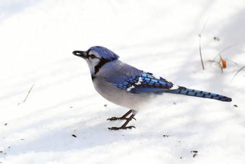 close up on blue jay in the snow
