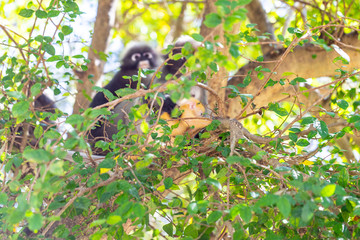 Dusky Langur(Spectacled Langur) (Trachypithecus obscurus)