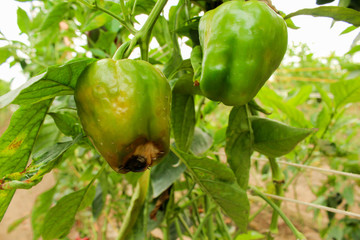 Diseases Of Pepper. Peppers Stricken Vertex Rot In Garden Close Up.