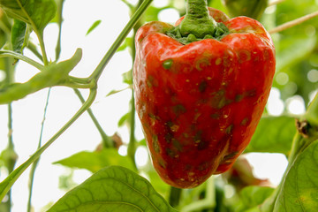 Diseases Of Pepper. Peppers Stricken Vertex Rot In Garden Close Up.