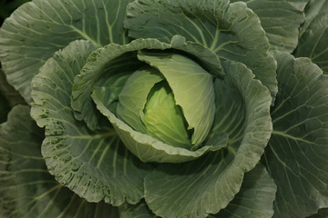 Fototapeta premium Closeup organic cabbage vegetable background.