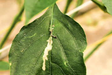 diseased pepper plant, with worms in leaves