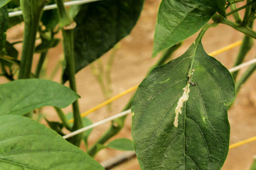 diseased pepper plant, with worms in leaves