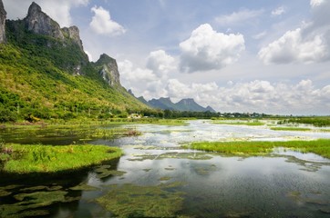 Wetlands and swamp covered with water lily and reed at the foot of the mountain range in Khao Sam Roi Yot National Park in Thailand