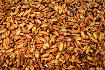 Crispy fried insects worm with salt / silk worms bamboo insect protein rich food - Pupa , Chrysalis