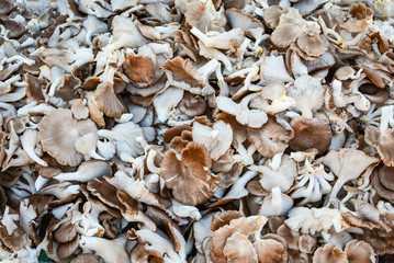 Fresh indian Oyster mushroom background / Phoenix or Lung Oyster