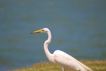 great blue heron in water