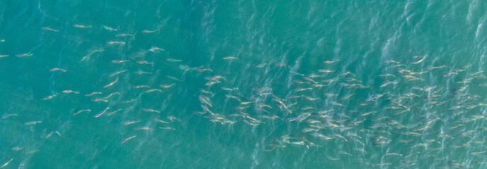School of Fish