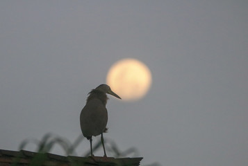 Bird and Full Moon