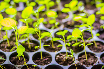 Young green eggplant seedlings growing in the black plastic pots. sprouts of eggplants grown from seeds. Eggplant seedlings in farmer's organic farm.