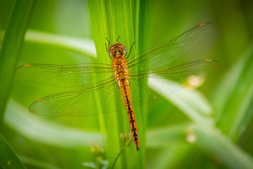 Golden dragonfly on plant - Image