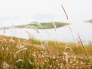 Obraz premium Abstract blur natural background of grass with warm filter