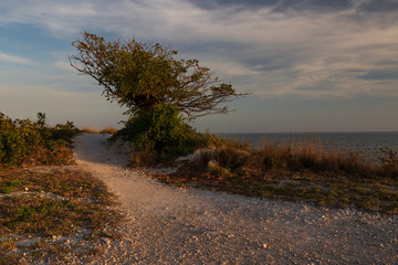 Sandy trail and tree on the beach with sky and ocean in background	